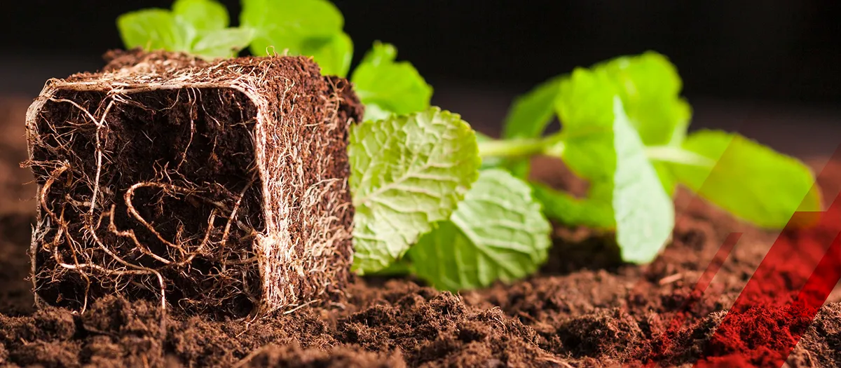 Top 10 Greenhouse Soil Suppliers, 2024